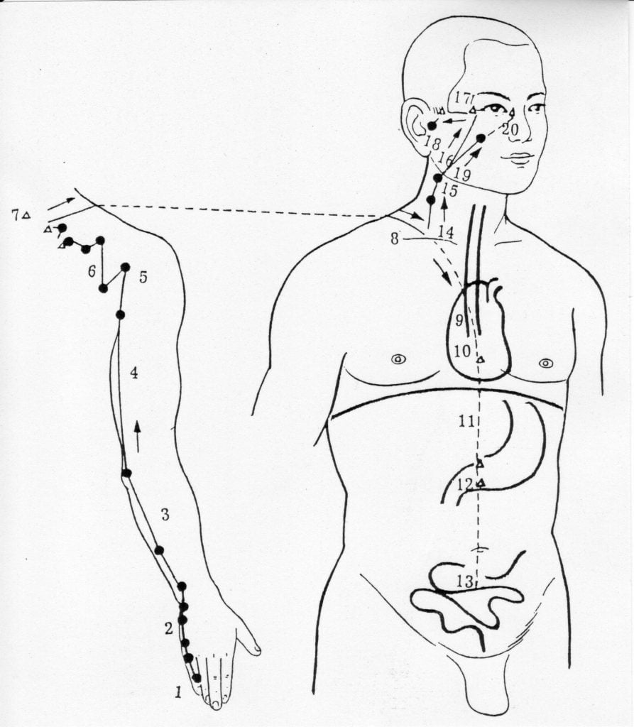 intestino tenue