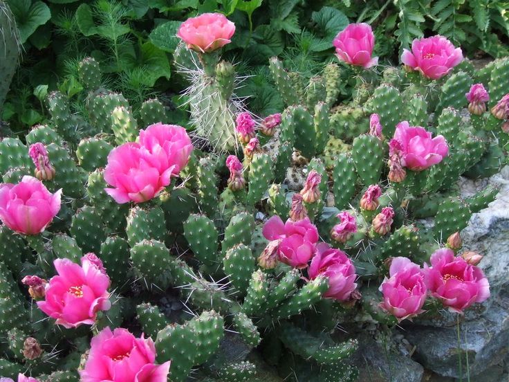 dimagrire con l'opuntia